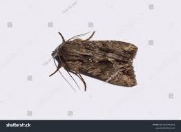 Attēlu rezultāti vaicājumam “Apamea monoglypha”