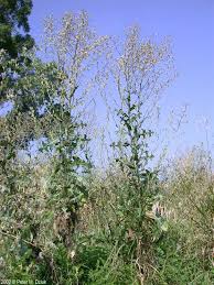 Attēlu rezultāti vaicājumam “Lactuca serriola”