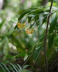 Attēlu rezultāti vaicājumam “Enteridium olivaceum”