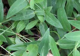 Attēlu rezultāti vaicājumam “Silene vulgaris leaf”