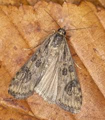 Attēlu rezultāti vaicājumam “Nomophila noctuella”