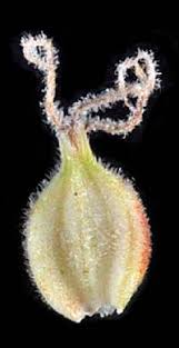 Attēlu rezultāti vaicājumam “Carex lasiocarpa male flower”