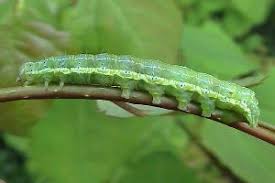 Attēlu rezultāti vaicājumam “Cosmia trapezina”