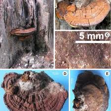 Attēlu rezultāti vaicājumam “Phellinus ferrugineofuscus”