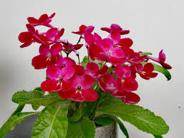 Image result for Streptocarpus