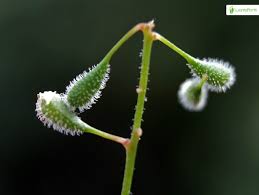 Attēlu rezultāti vaicājumam “Circaea alpina flower”