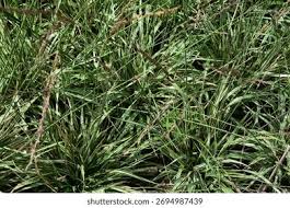 Attēlu rezultāti vaicājumam “Molinia caerulea leaf”