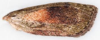 Attēlu rezultāti vaicājumam “Aphomia sociella male”