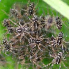 Attēlu rezultāti vaicājumam “Pisaura mirabilis”