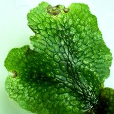 Attēlu rezultāti vaicājumam “Conocephalum salebrosum”