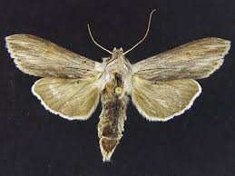 Attēlu rezultāti vaicājumam “Cucullia umbratica”