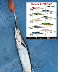 Image result for Acanthocybium solandri