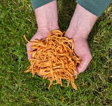 Attēlu rezultāti vaicājumam “Cordyceps”