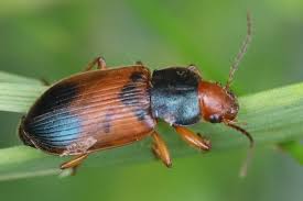 Attēlu rezultāti vaicājumam “Diachromus germanus”