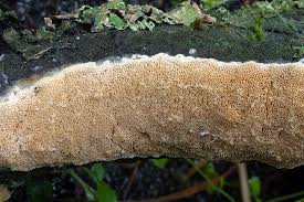 Attēlu rezultāti vaicājumam “Ceriporiopsis resinascens”