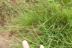 Attēlu rezultāti vaicājumam “Agrostis canina”