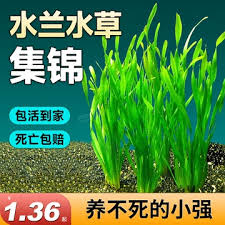 「扭蘭」的圖片搜尋結果