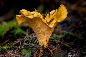 Attēlu rezultāti vaicājumam “Cantharellus cibarius”