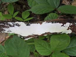 Attēlu rezultāti vaicājumam “Skeletocutis nivea”