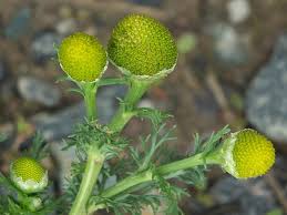 Attēlu rezultāti vaicājumam “Matricaria discoidea”