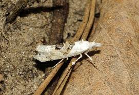 Attēlu rezultāti vaicājumam “Phalonidea permixtana”