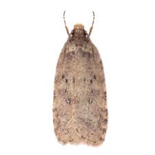 Attēlu rezultāti vaicājumam “Agonopterix heracliana”