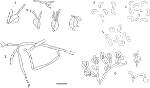 Attēlu rezultāti vaicājumam “Craterocolla cerasi”