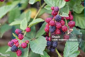 Attēlu rezultāti vaicājumam “Rubus plicatus fruit”