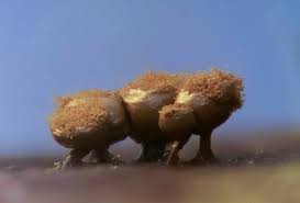 Attēlu rezultāti vaicājumam “Trichia crateriformis stalked”