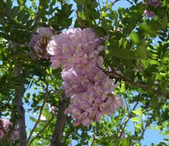 Attēlu rezultāti vaicājumam “Robinia neomexicana”