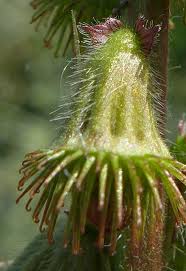 Attēlu rezultāti vaicājumam “Agrimonia eupatoria fruit”