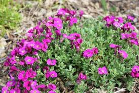 Image result for Aubrieta hybrida (cultorum)