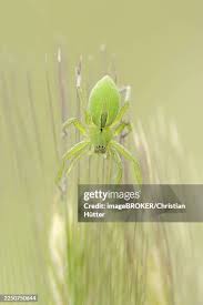 Attēlu rezultāti vaicājumam “Micrommata virescens”