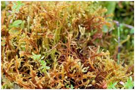 Attēlu rezultāti vaicājumam “Hamatocaulis vernicosus”