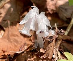 Image result for ギンリョウソウ