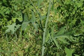 Attēlu rezultāti vaicājumam “Mamestra brassicae exuvia”