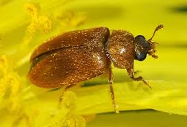 Attēlu rezultāti vaicājumam “Byturus tomentosus”