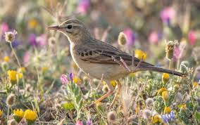 Image result for Anthus campestris