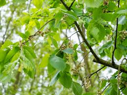 Attēlu rezultāti vaicājumam “Ulmus laevis fruit”
