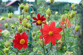 Image result for Dahlia x pinnata `Redskin`