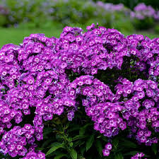 Attēlu rezultāti vaicājumam “Phlox paniculata”