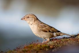 Image result for Passer domesticus