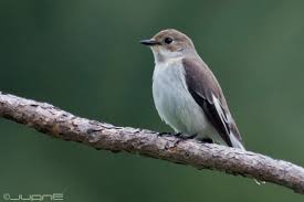 Attēlu rezultāti vaicājumam “Ficedula hypoleuca juvenile”