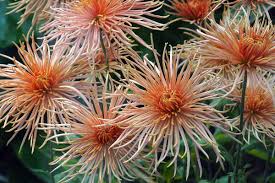 Image result for Chrysanthemum spectabile