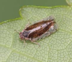 Attēlu rezultāti vaicājumam “Cixiidae”