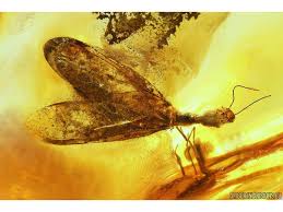 Attēlu rezultāti vaicājumam “Raphidioptera”