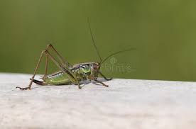 Attēlu rezultāti vaicājumam “Metrioptera roeselii”