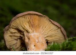 Attēlu rezultāti vaicājumam “Russulales”