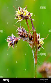 Attēlu rezultāti vaicājumam “Luzula campestris flower”