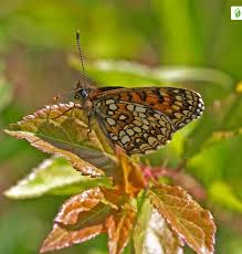 Attēlu rezultāti vaicājumam “Melitaea diamina underside”
